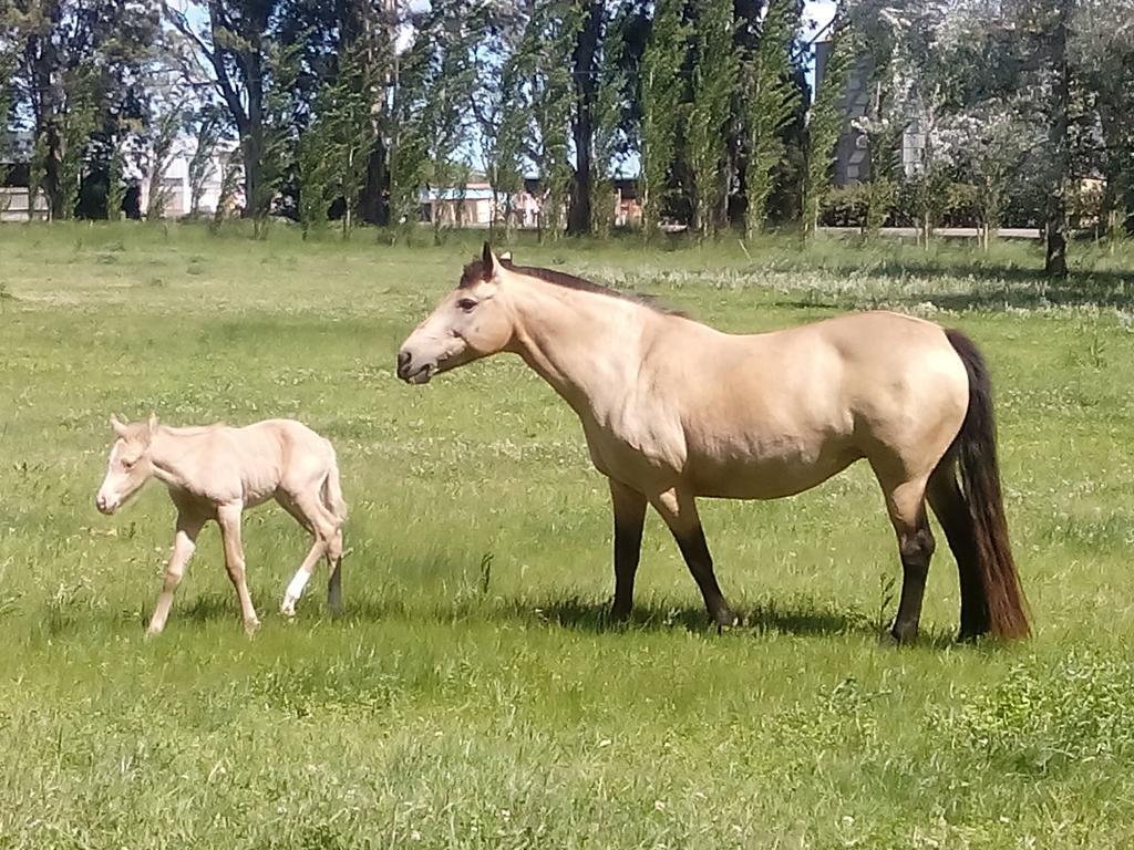 Chacras De Azcona Hosteria Azul Εξωτερικό φωτογραφία